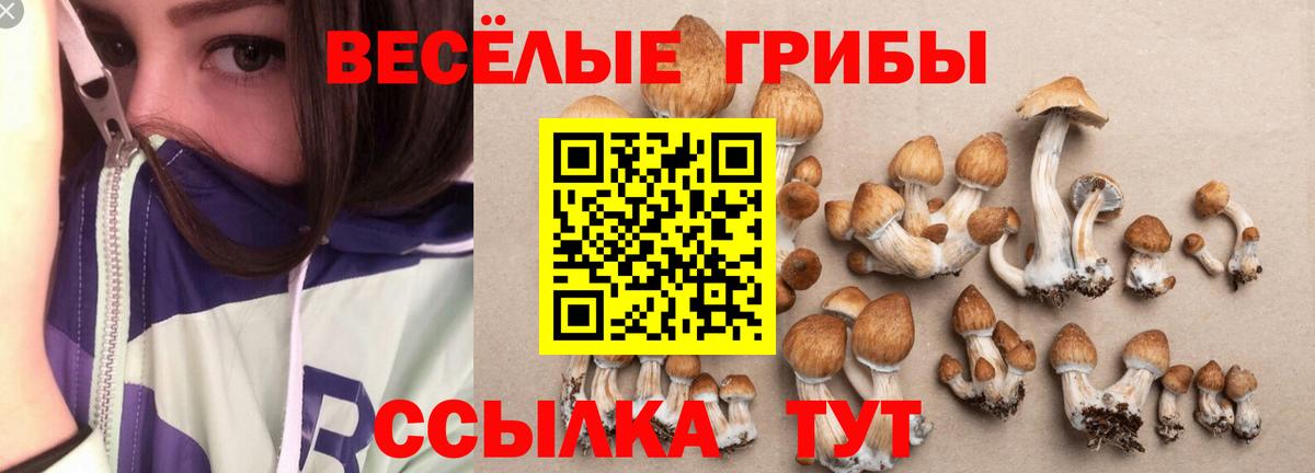 Псилоцибиновые грибы Psilocybe Карпинск